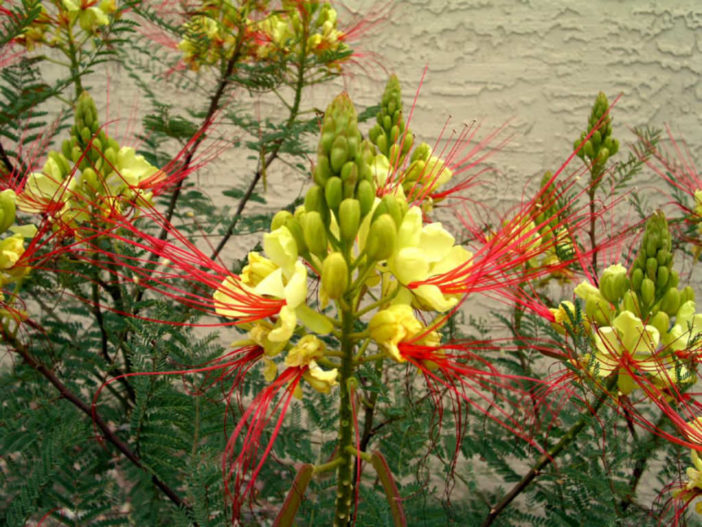 ابریشم مصری
